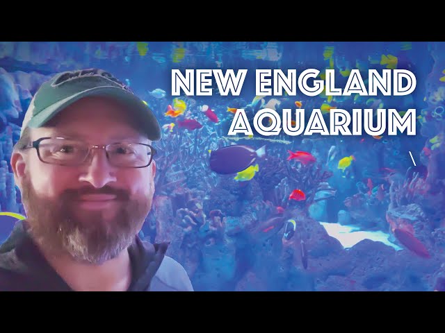 New England Aquarium Tour in Boston (Giant Ocean Tank, Penguins, Sea Lions & More)