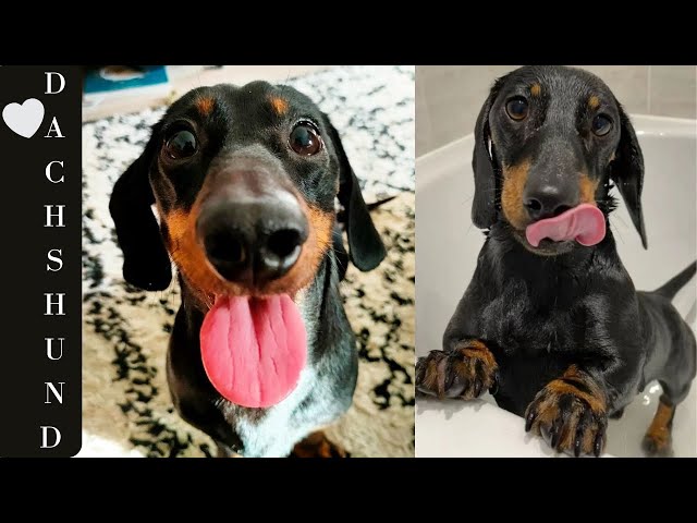Dachshund  Hilarious Naughty  and playful 30 minutes Dog Video Compilation Try To Not Laugh