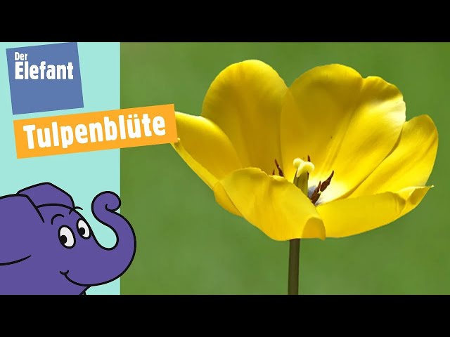 Wie öffnet sich eine Tulpe? | Der Elefant | WDR