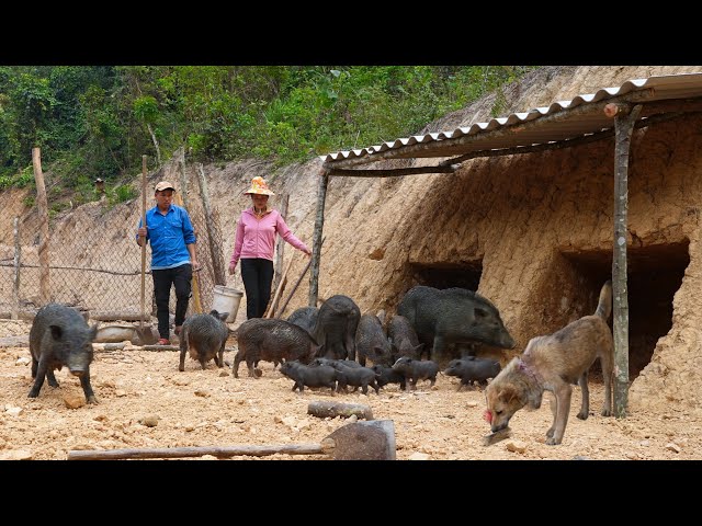 The Process of Digging the Pig Pen to Avoid the Heat and the Mother Dog Returning Home | Family Farm