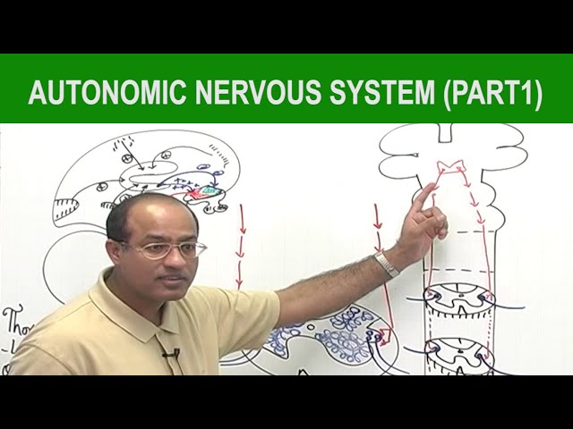 Autonomic Nervous System  | Neurology | Neuroanatomy | Part 1🧠
