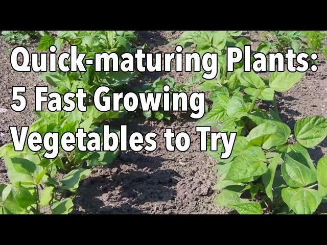 Quick-maturing Plants: 5 Fast Growing Vegetables to Try