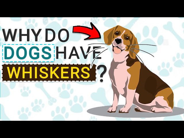 Why Do Dogs Have Whiskers ? Is it just to make them cuter or does it help them keep their balance?