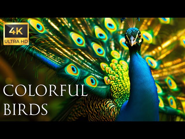 4K Colorful Peacock - Beautiful Birds Sound in the Forest | Bird Melodies