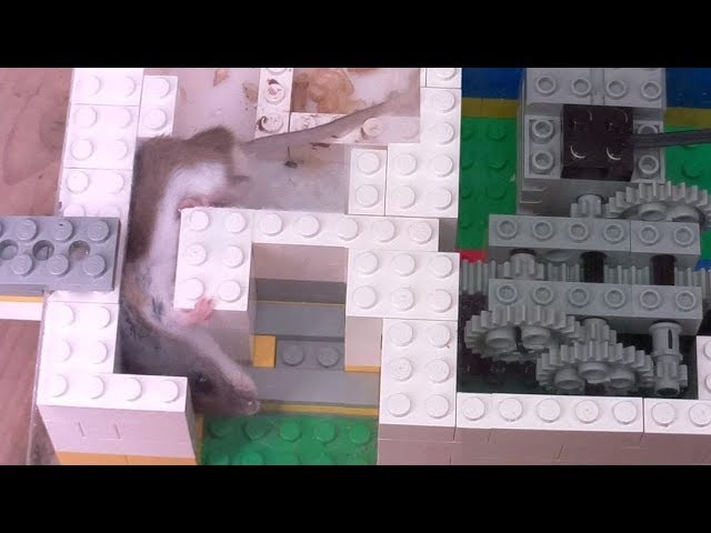 Smallest gap for a mouse experiment lego machine