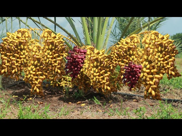 Agriculture Technology  -  How to Grow and Care Date Palm Trees