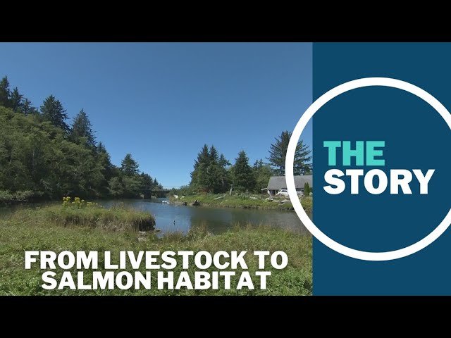 Salmon habitat restoration on the Oregon Coast expected to benefit from Inflation Reduction Act