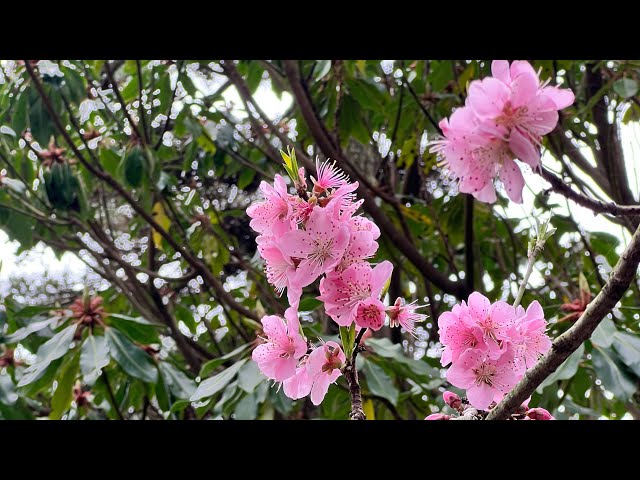 한국 의 봄