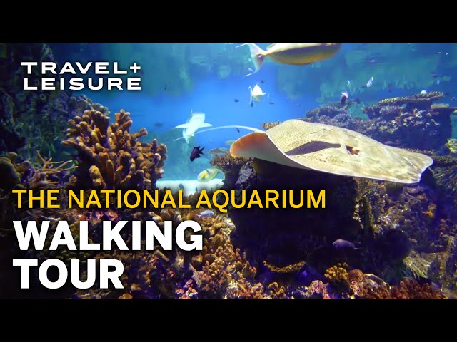 Experience the National Aquarium, a Baltimore Landmark | Walk with Travel + Leisure