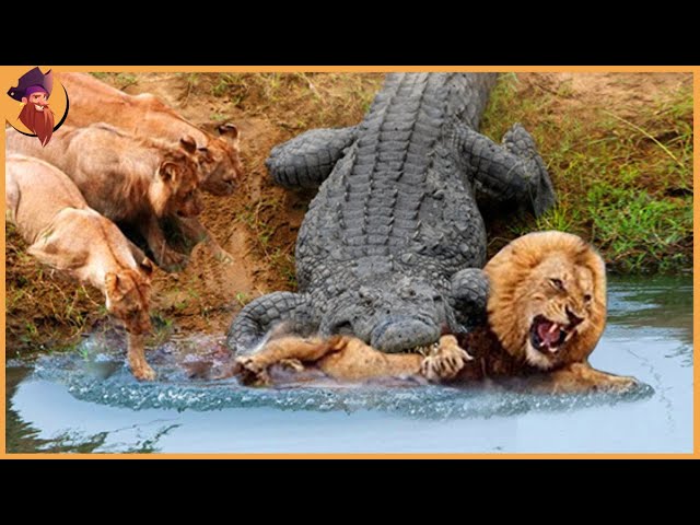 15 Crocodiles That Strike and Kill Their Prey