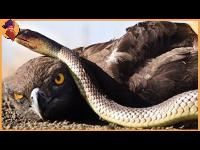 60 Merciless Moments When Eagles Become Prey