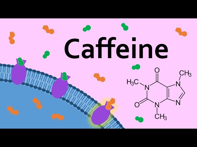 Caffeine and Adenosine Receptors