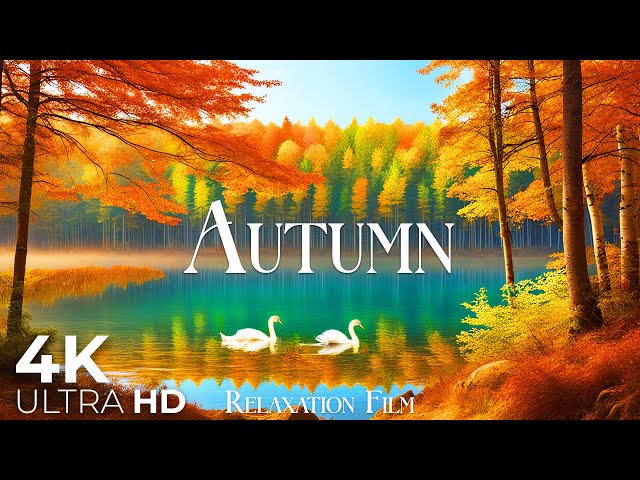 Autumn Forest 4K • Nature Relaxation Film with Peaceful Relaxing Music and Nature Video Ultra HD