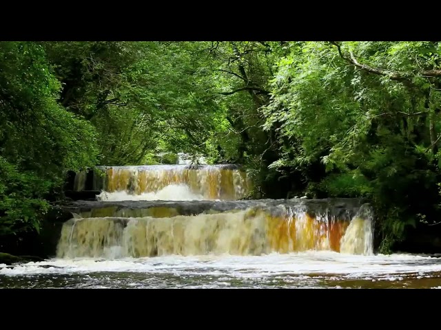 Relaxing Forest Waterfall Nature Sounds for Sleeping, Meditation, Study - Calm Birds Chirping Sound