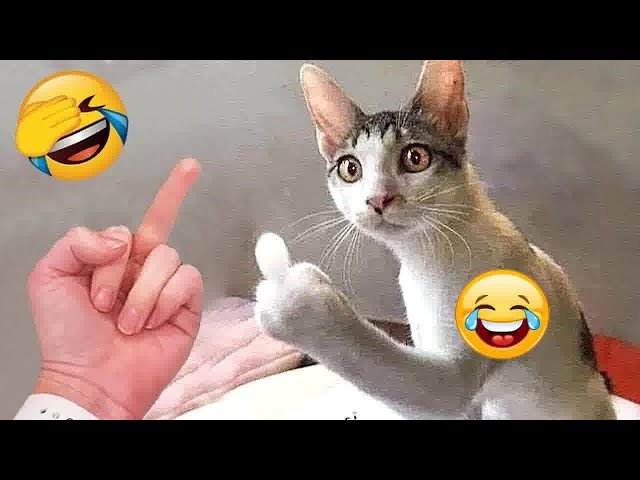 Funny Dogs And Cats Videos 2024 😻 - Best Funniest Animal Videos Of The week🐶