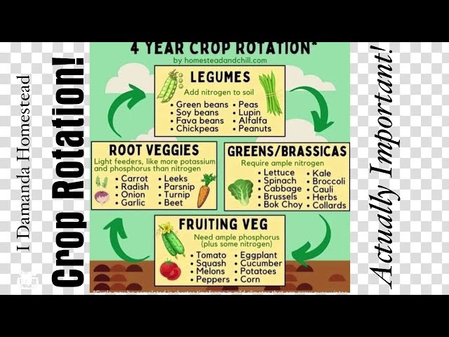 Grow Vegetables: Plant Rotation for Beginners! Why it Totally Matters!