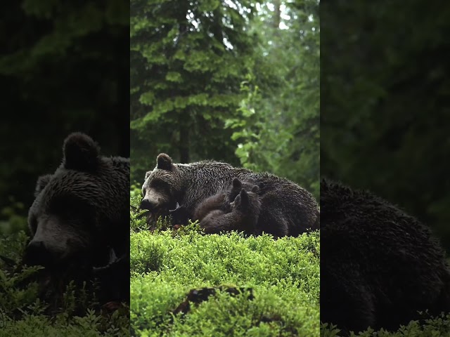 Bear cubs sleeping with their mother