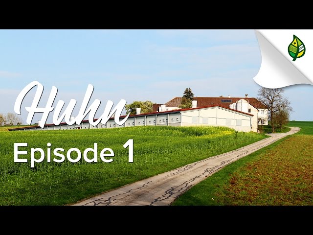 HUHN (1/5) - Hühnermast in Österreich