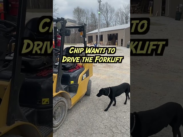 Chip Wants to Drive the Forklift! #shorts