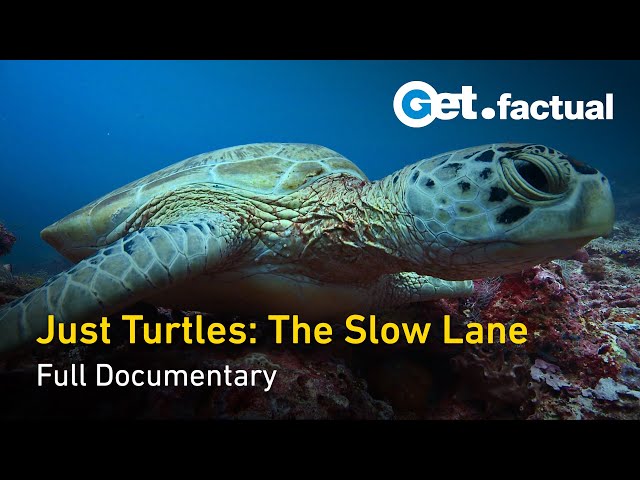 Just Turtles: Exploring the Lives of Ancient Reptile | Full Documentary