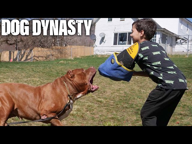 Can My 10-Year-Old Handle The World's Biggest Pitbull? | DOG DYNASTY