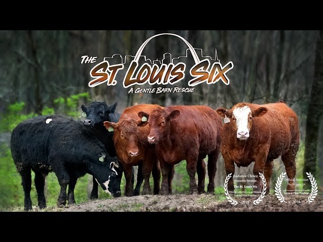 The St. Louis Six Rescue