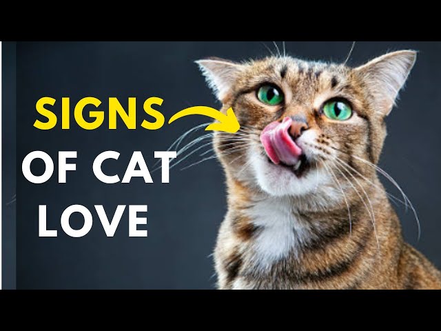 30 Hidden Things Cats Do When They Love You - Signs Of Love