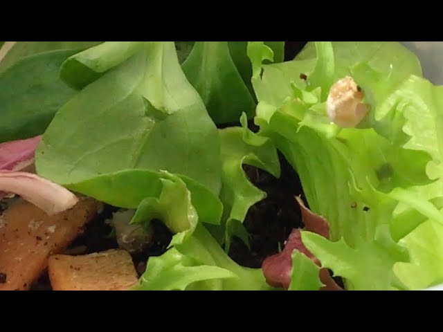 Giant African land snail babies 1 week old