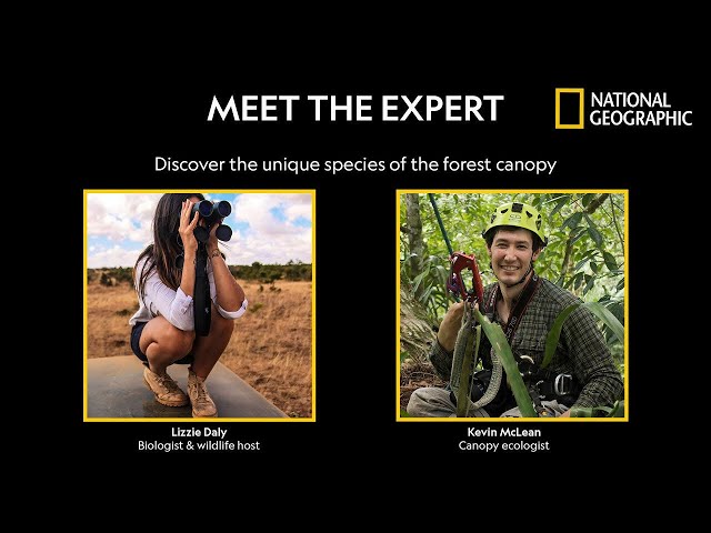 Animal Life in the Forest Canopy - Meet the Expert | National Geographic