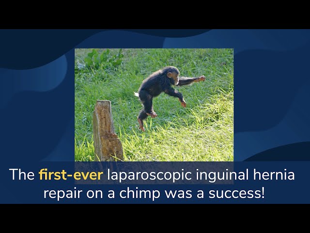 First-Ever Hernia Repair On Baby Chimpanzee | Detroit Zoo & C.S. Mott Children’s Hospital
