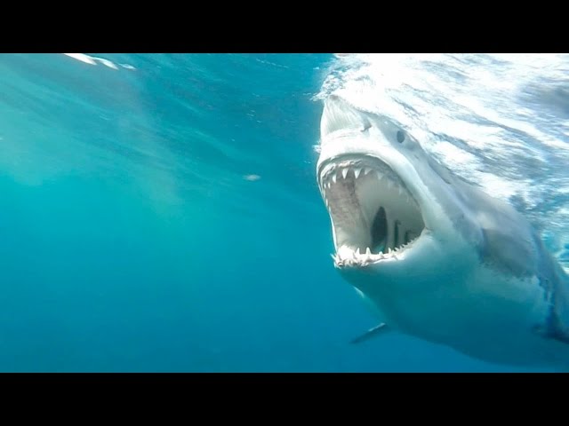 Understanding Jaws: Great White Shark Bites