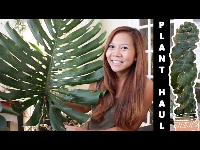 House Plant Haul 🌿 | 1st haul of 2020 || A girl with a garden