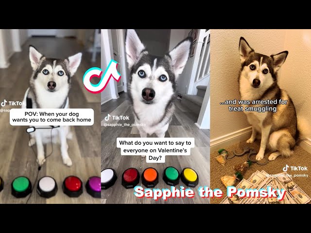 Sapphie the Pomsky Funny Dog TikTok Vidoes 2024 | Best @sapphie_the_pomsky  TikToks Compilation