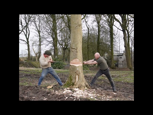Felling An Ash Tree By Hand