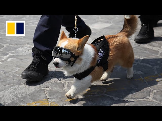 China’s first corgi police dog makes public debut