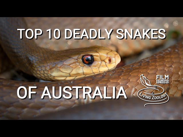 Top 10 dangerous and deadly venomous snakes from Australia