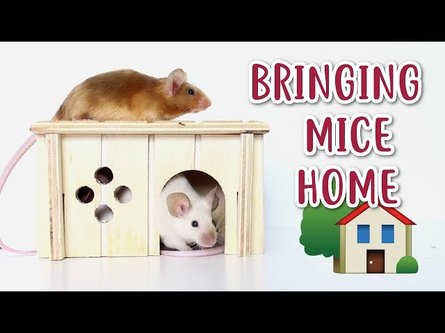 BRINGING MICE HOME | What to do & expect