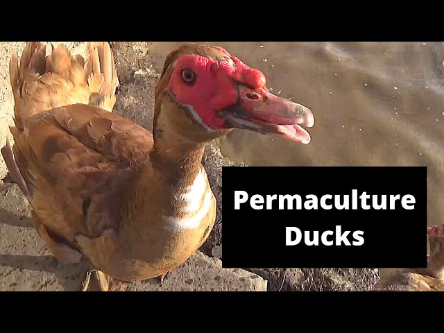 Why are muscovy the best ducks for permaculture systems and gardens?