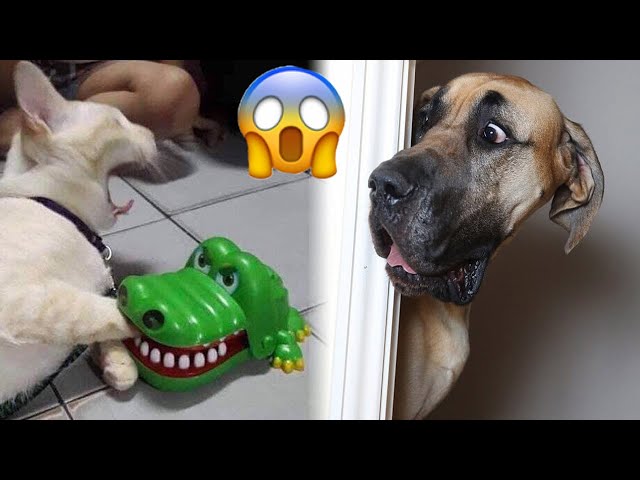 Funniest Animals 2024 😍 Best Funny Cats and Dogs Videos 😺🐶 Part 32