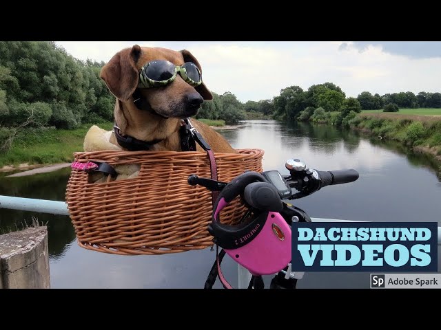 34Cute and Funny Dachshund Videos Instagram | Adorable Sausage Dogs Try Not To Laugh Compilation