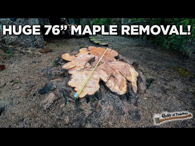 The WORST Maple I've Ever Removed! | Part 2