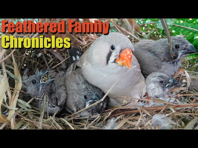 Feathered Family Chronicles Day 17: A Heartwarming Journey of Bird Parents Raising Their Newborns