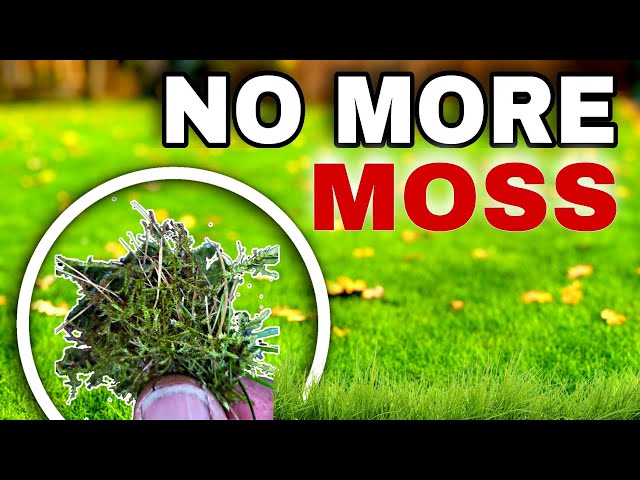 Can these 3 Methods Instantly KILL Moss in the Lawn?