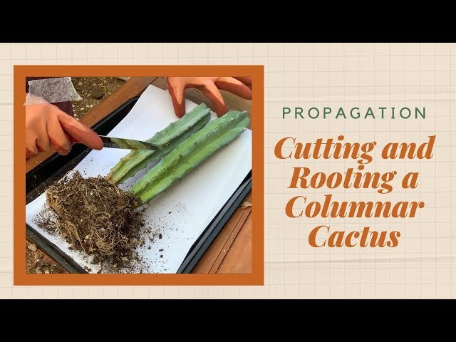 How to Cut and Root a Columnar Cactus