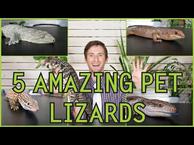 Five of the Best Pet Lizards You Could Possibly Get!