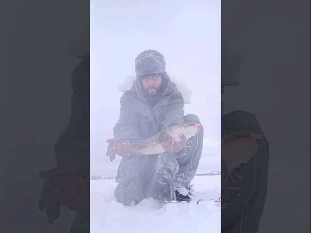 Big burbot caught on hand tied jig. #fishing #fishingvideo #alaska #fishinglife
