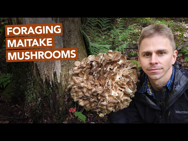 Foraging Maitake Mushrooms
