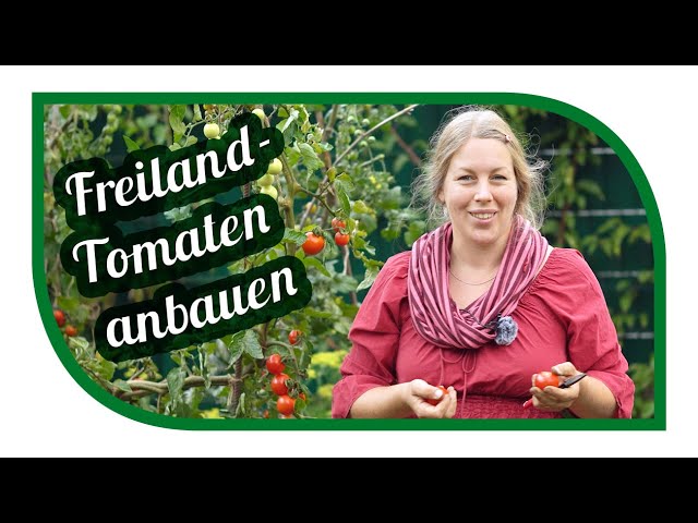 Tomaten anbauen ohne Gewächshaus oder Folientunnel 🍅 Die richtigen Sorten  im Freiland Pflanzen