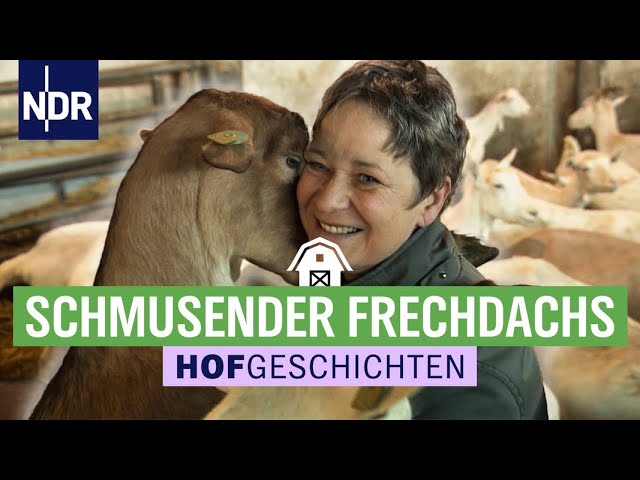 Frühes Aufstehen für entspannte Ziegen | Hofgeschichten: Leben auf dem Land (213) | NDR