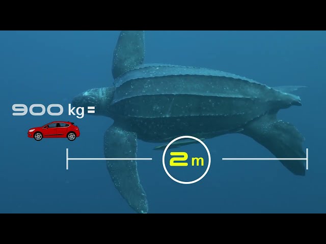 Species At Risk In Atlantic Canada – Leatherback Sea Turtles